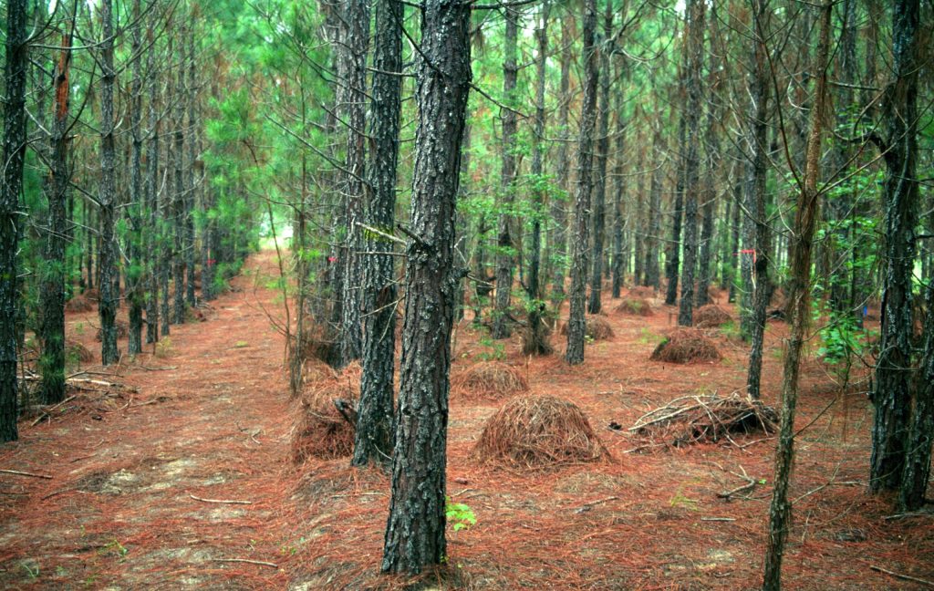 Pine tree stand