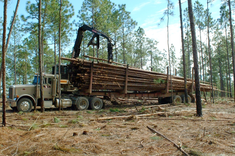 Hauler truck with timber stacked on the bed.