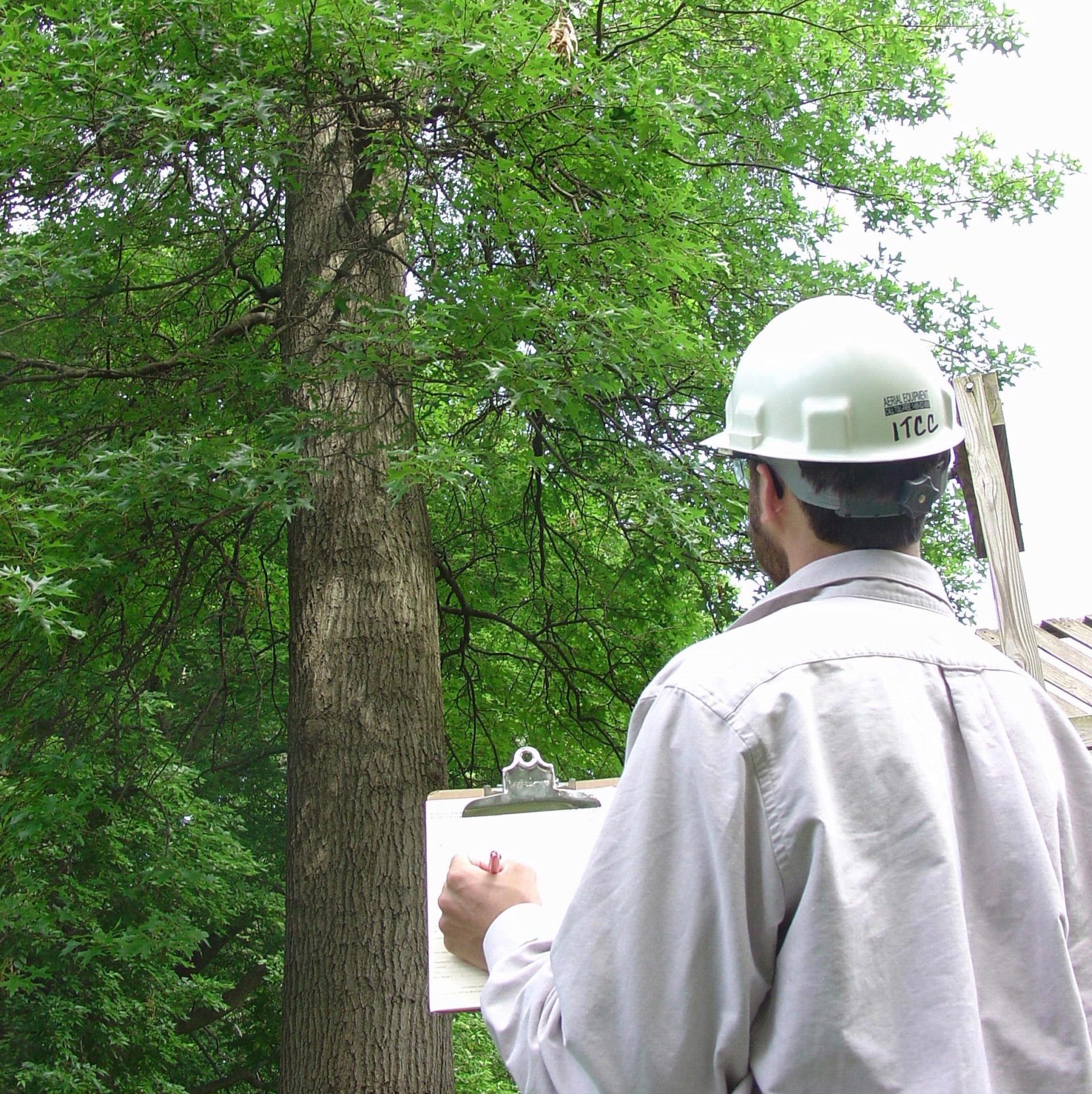 A man in a white hard hat looks at a tree, while holding a clipboard.
