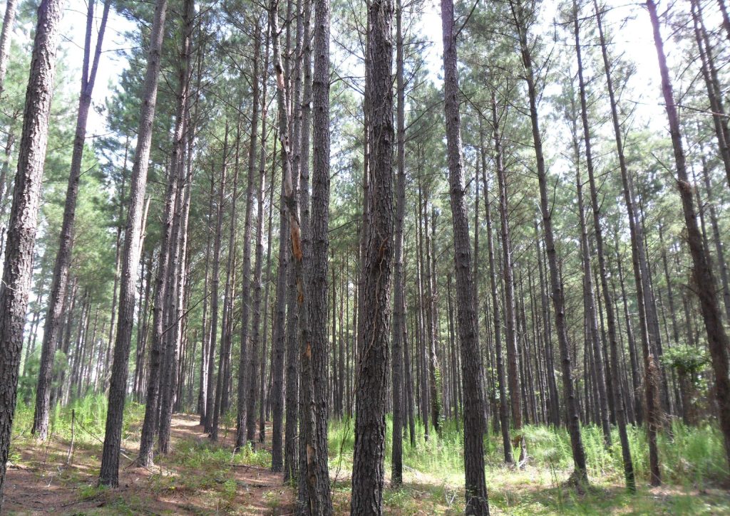 loblolly pine forest