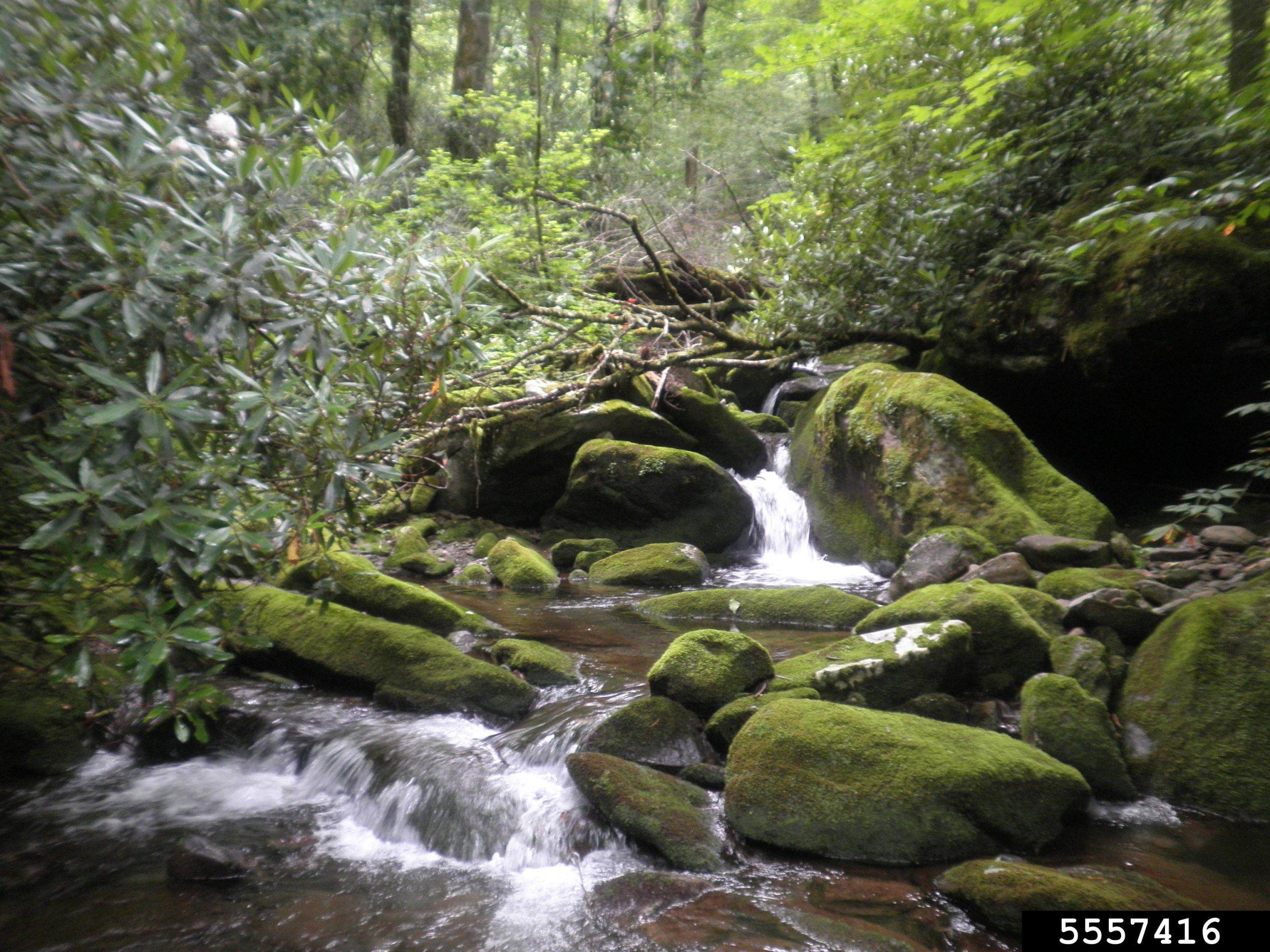 Image of a stream with rocks.