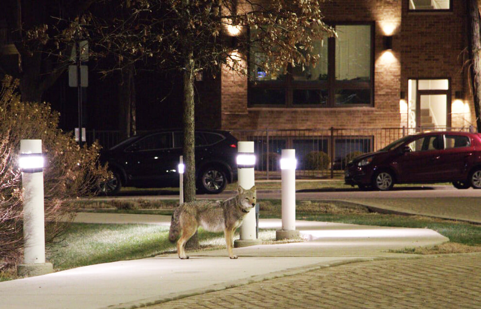 Coyote in urban area at night.