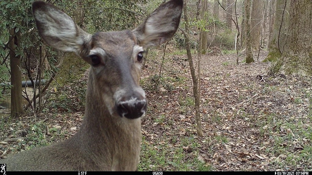 Deer looking into camera.