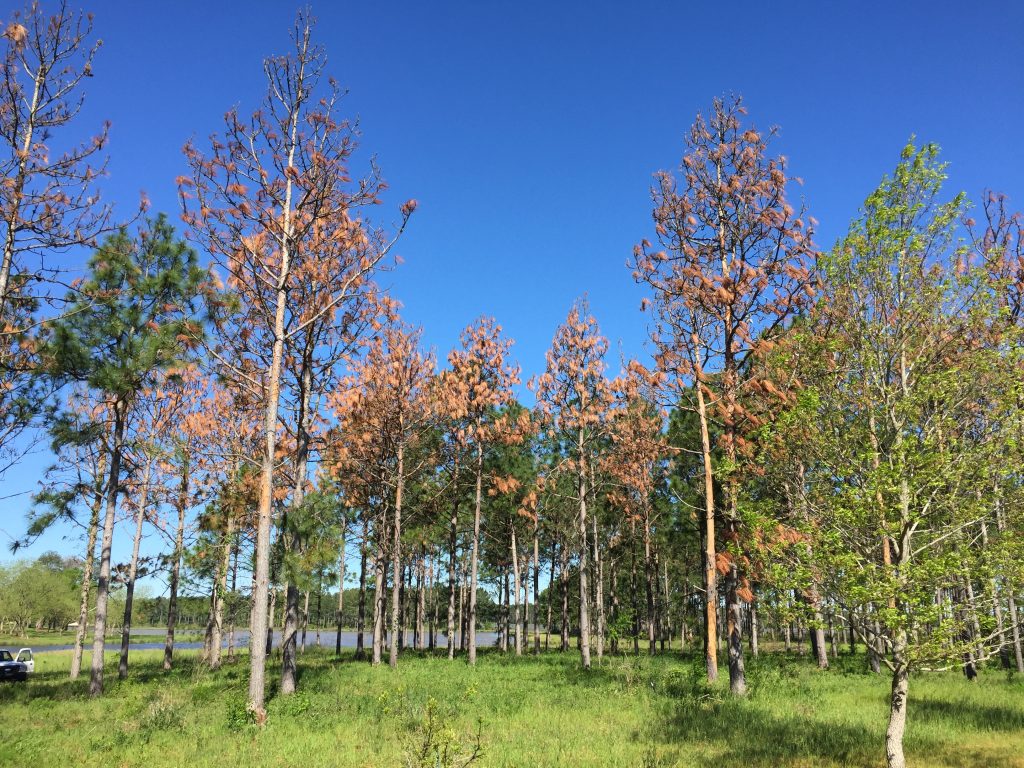 Pine trees showing browning.