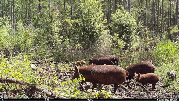 Feral pigs in natural area.
