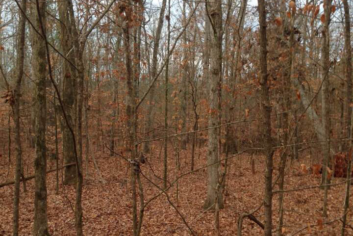 image of B. F. Grant Memorial Forest
