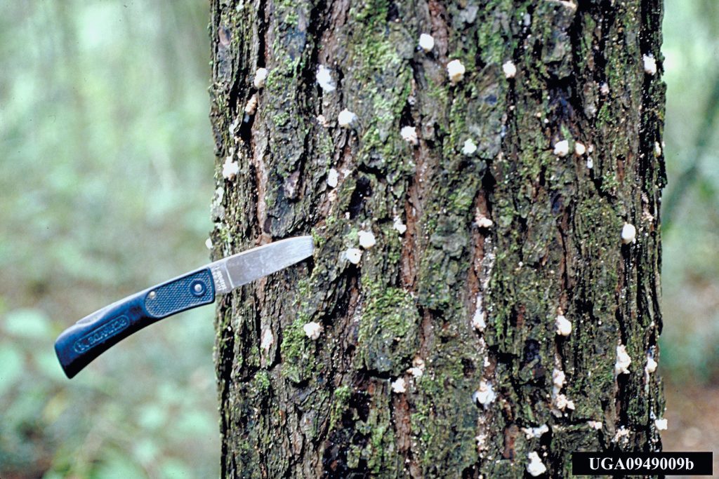 Pitch tubes between bark of loblolly pine. The tree has a knife stuck in it.