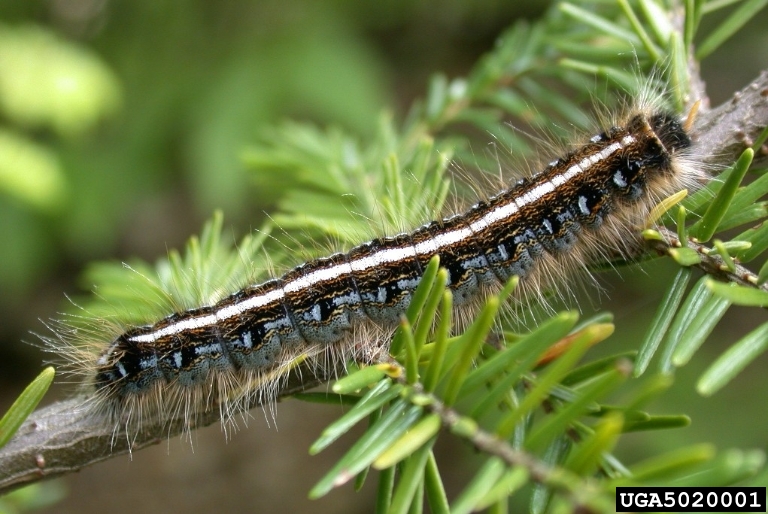 a eastern tent caterpillar on a branch