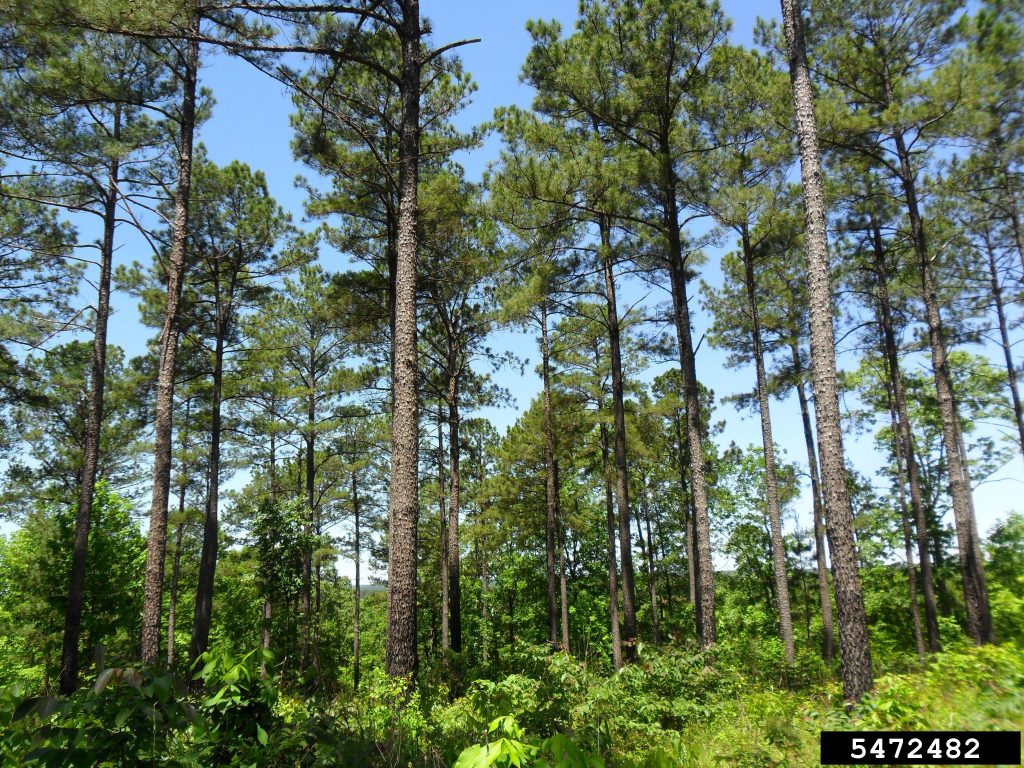 loblolly pine forest