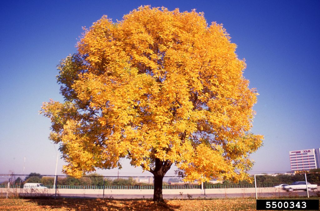 green ash tree in fall color