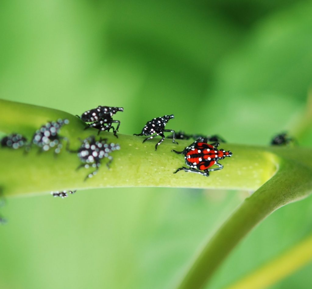 Black-and-white and red, black, and white SLF immature nymphs on a green stem