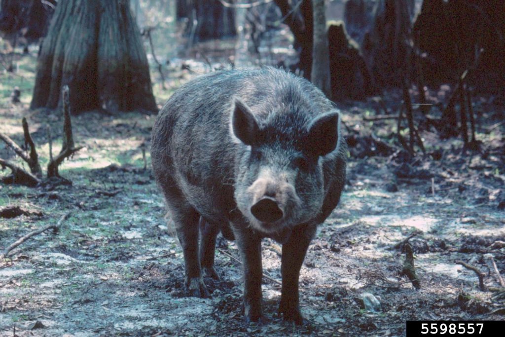 wild boar