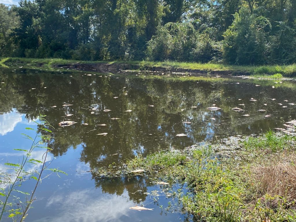 Dead fish floating on the surface of a pond
