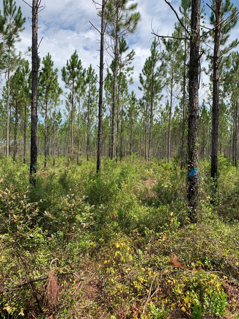 Young, recently thinned slash pine stand