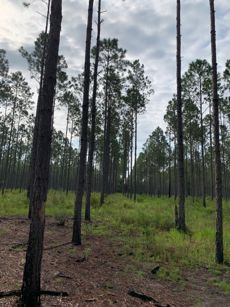 Recently thinned slash pine stand with little woody shrub understory cover.