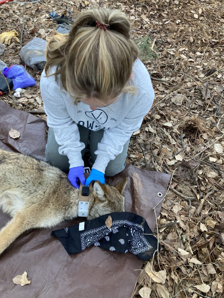 Researcher with coyote