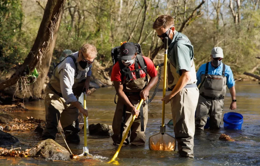Adults in waders with buckets and nets, wading in a stream
