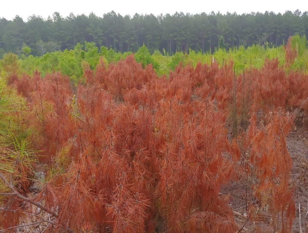 Volunteer pine seedlings with red/brown dead needles.