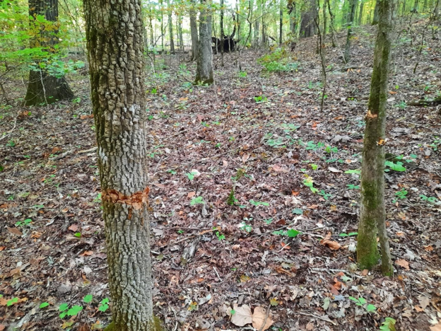 Photo of forest with oak-hickory dominated stand.