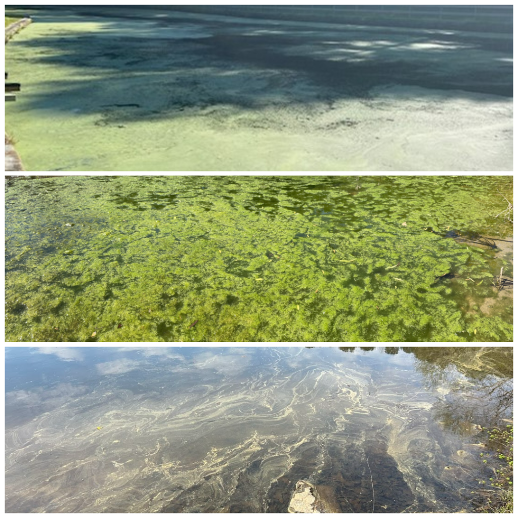 Tri-part image comparing ponds.