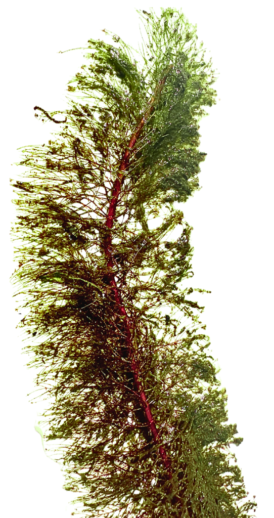 Strand of Eurasian Watermilfoil