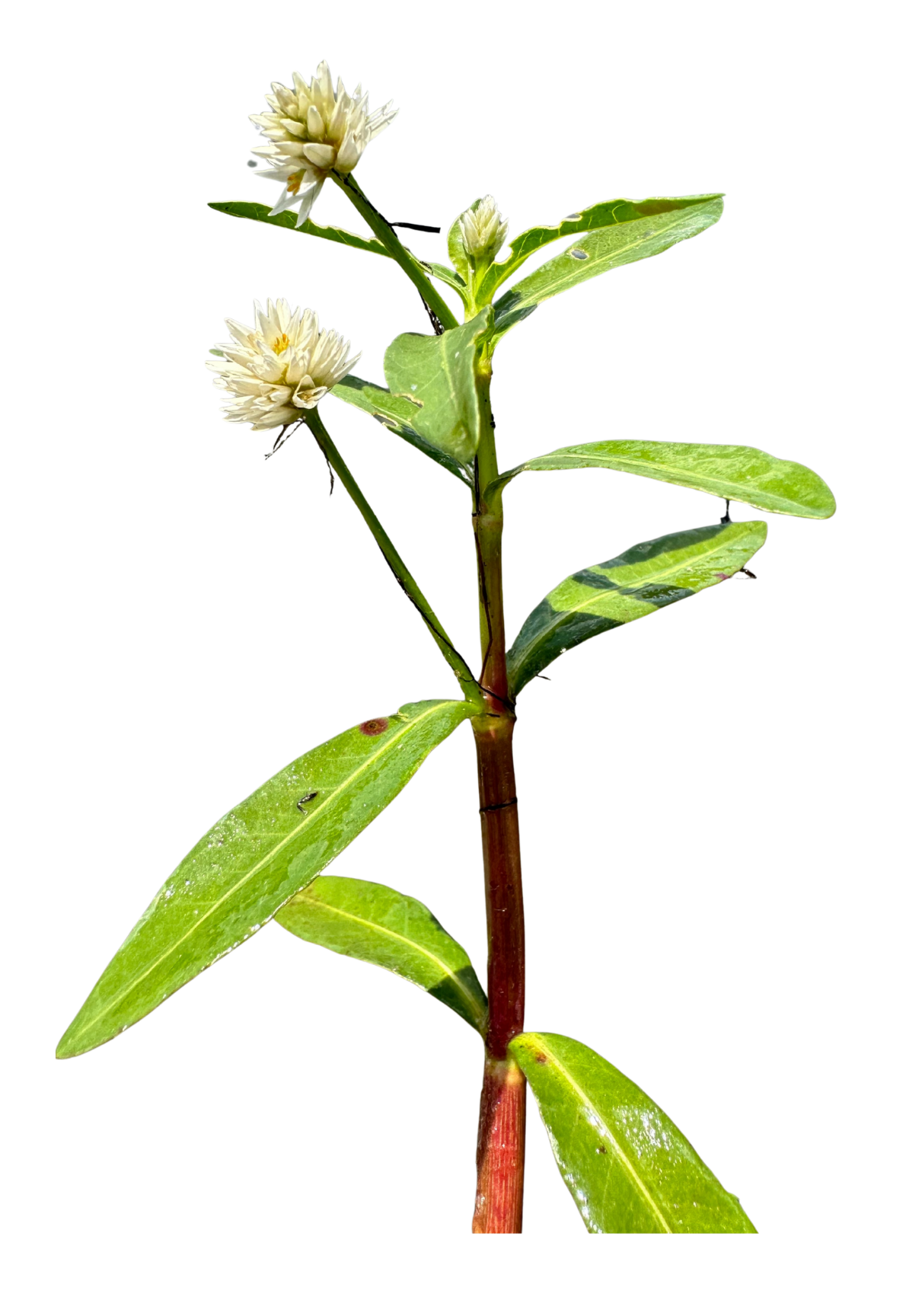 Alligatorweed stem with leaves and flowers.