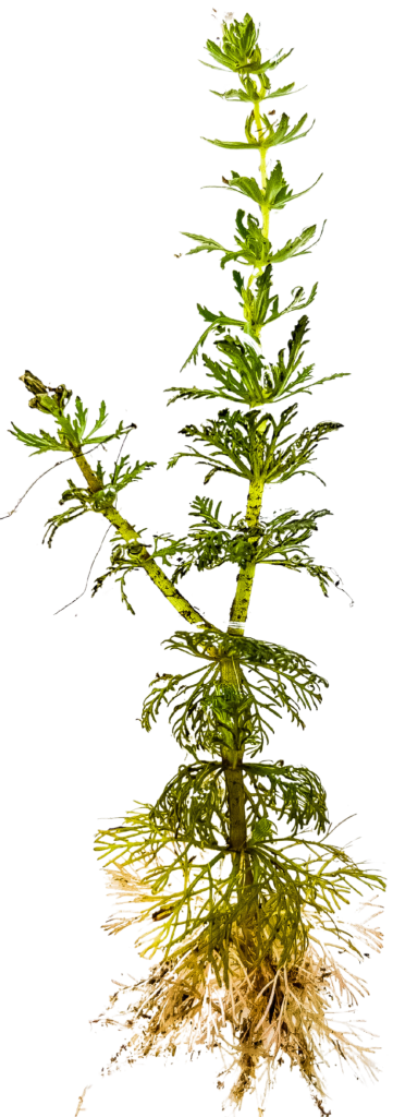 Full Asian Marshweed plant