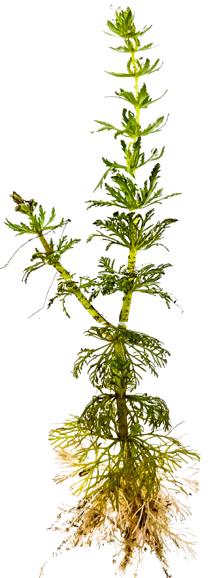 Full Asian Marshweed plant