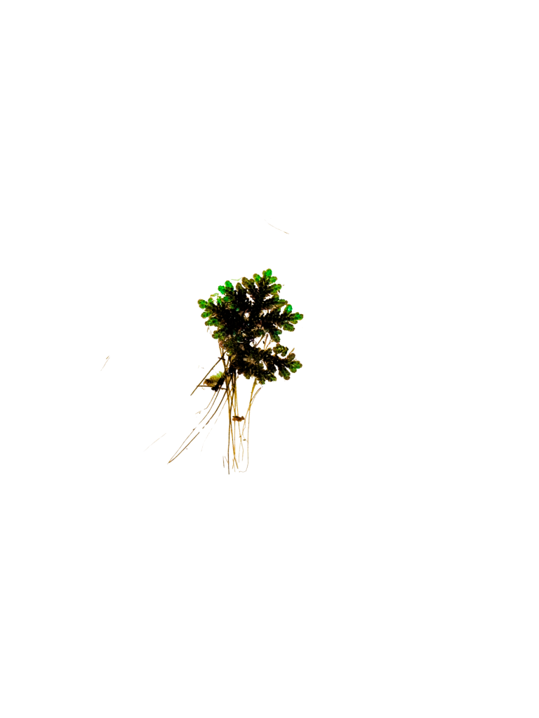 Single Mosquitofern plant