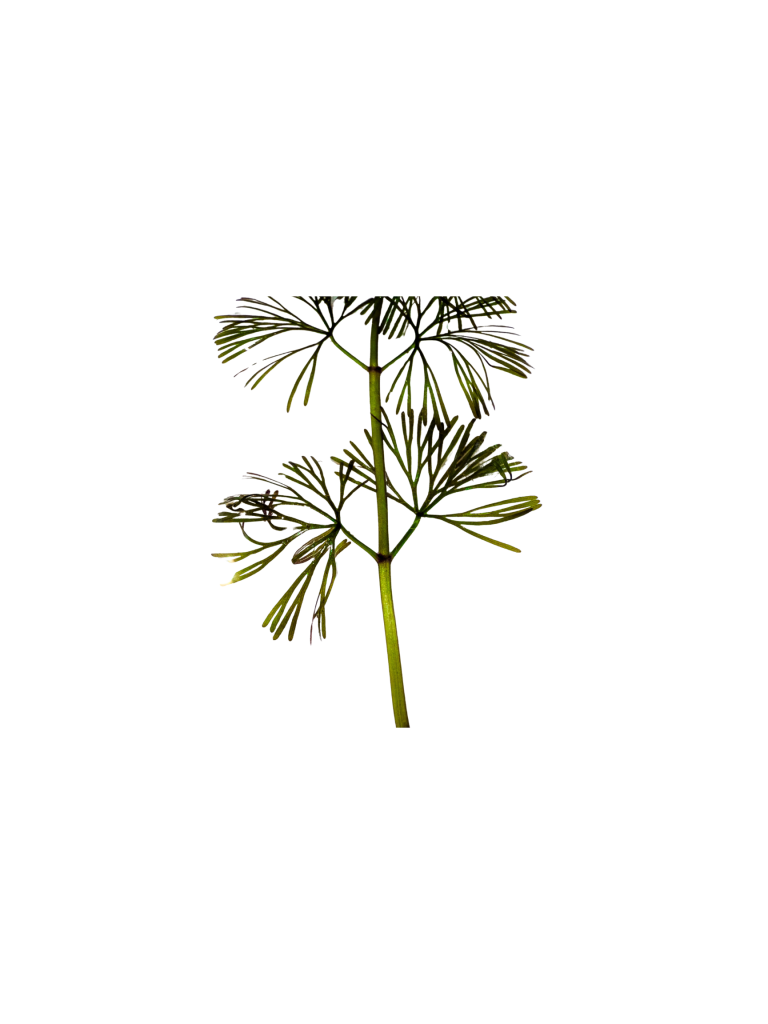 Close-up of Fanwort leaves