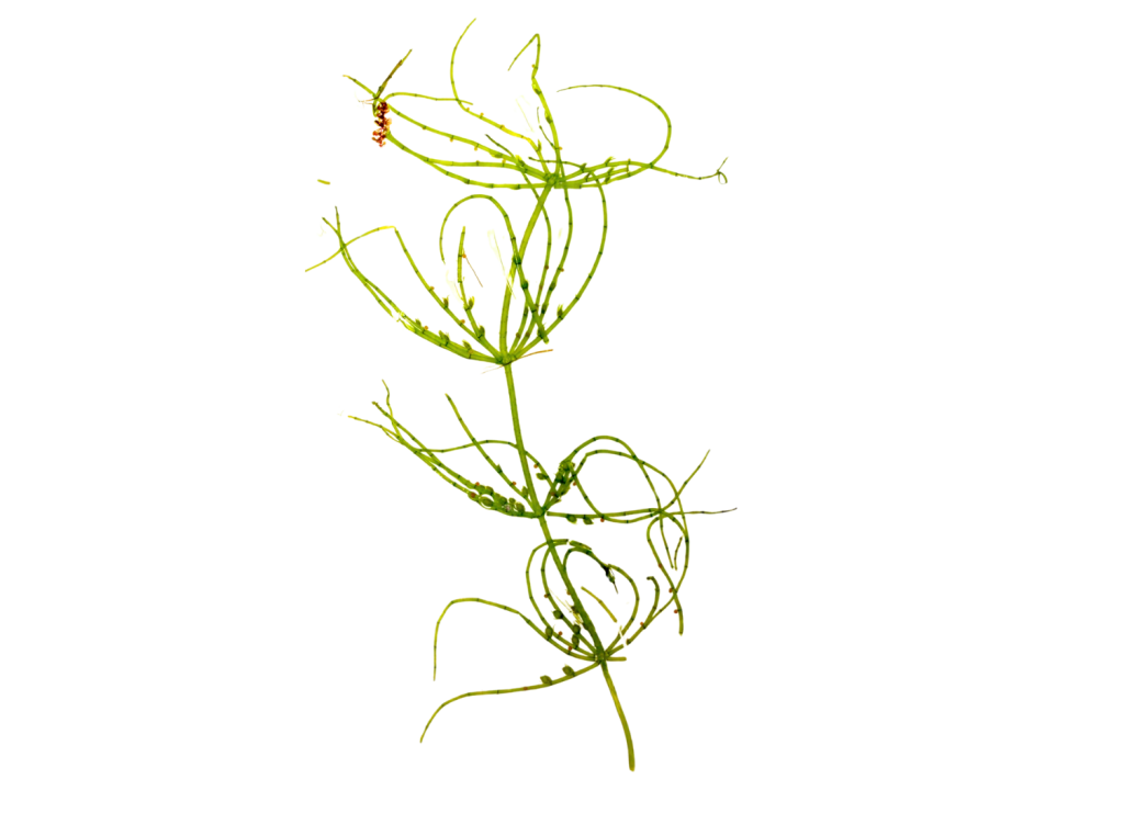 Zoomed in strand of Chara