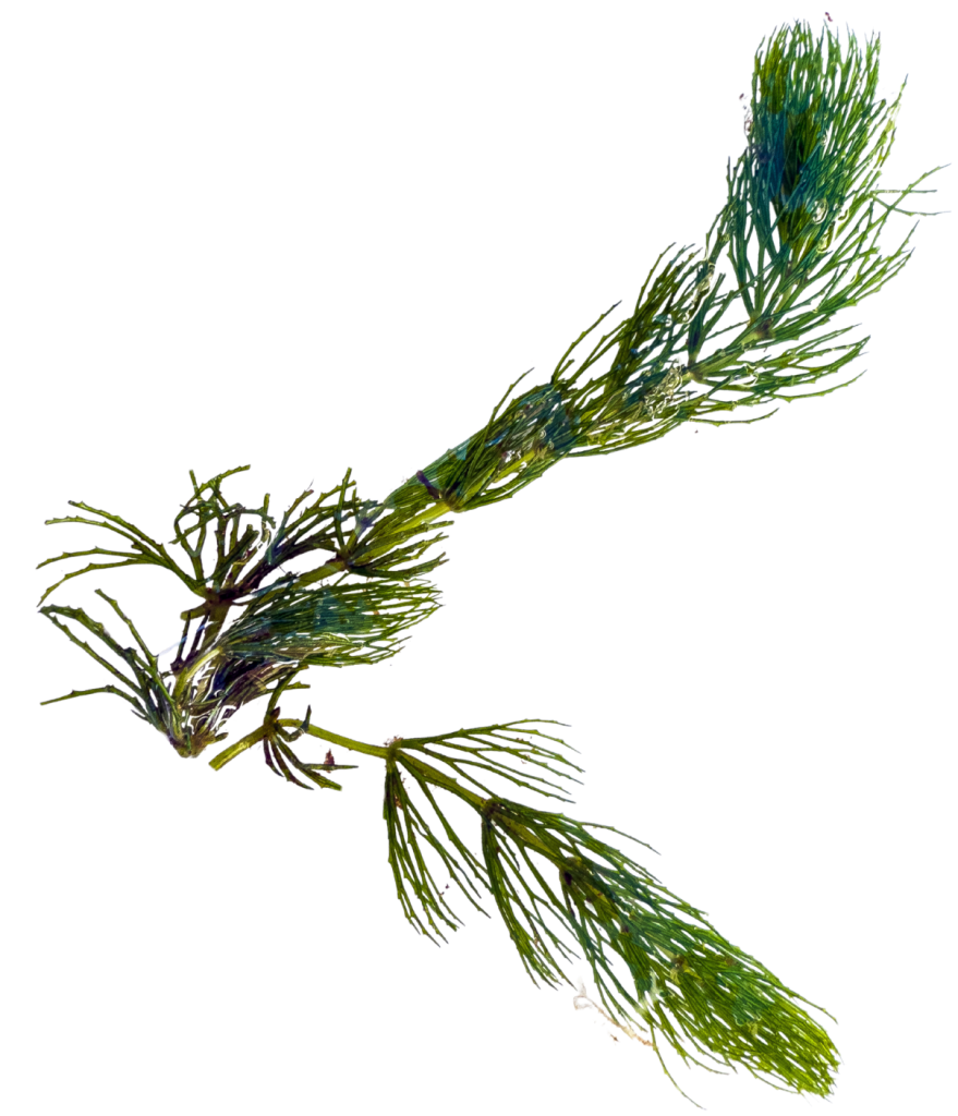 Strands of Coontail