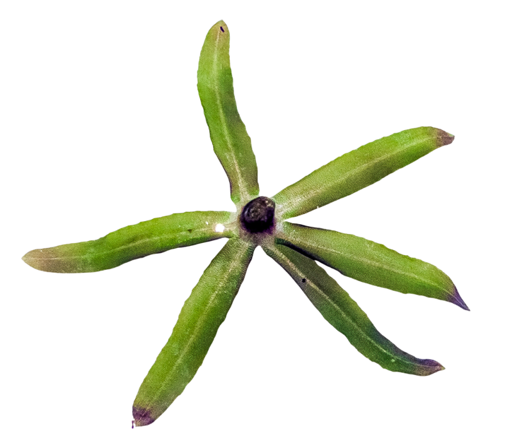 Close-up top-down view of a Brazilian Waterweed stem node