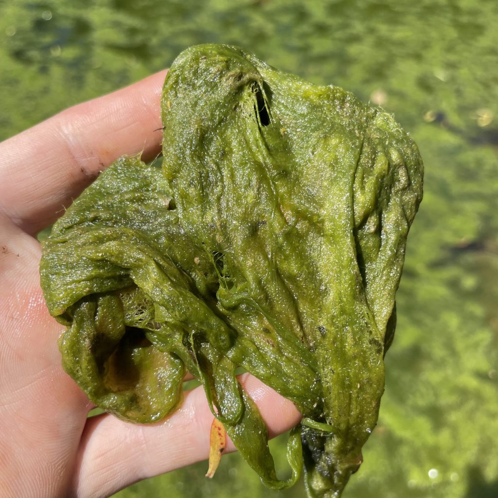 Filamentous algae being help up out of the water