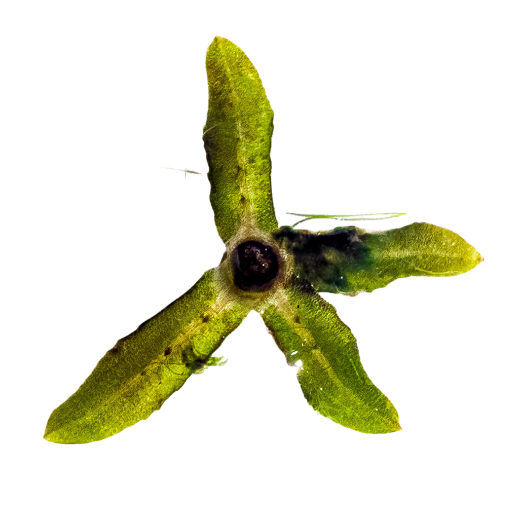 Close-up top-down view of a Hydrilla stem node