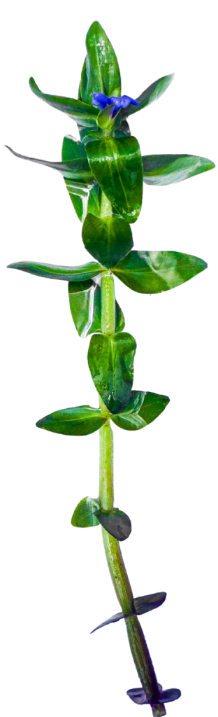 Full strand of Lemon Bacopa