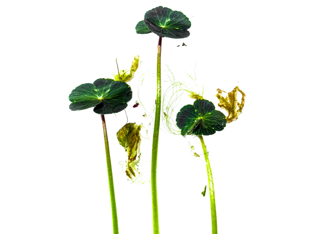 Pennywort leaves