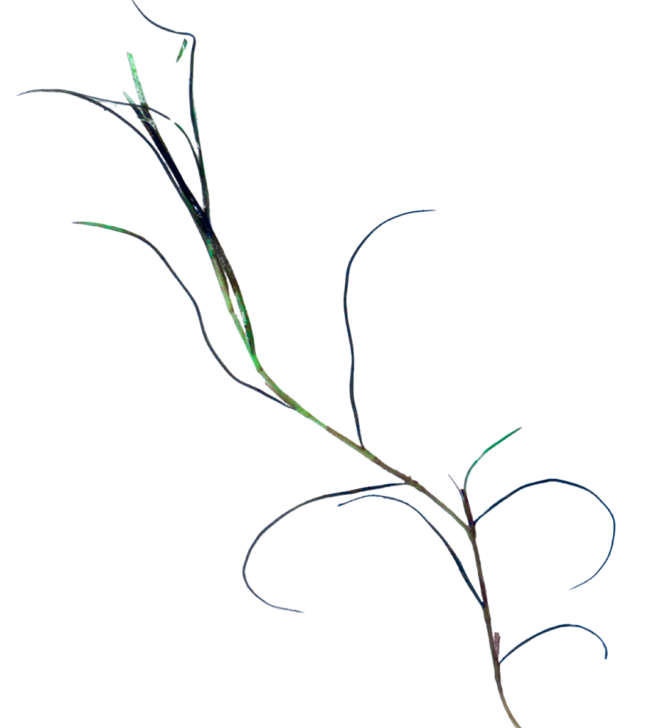 Strand of Slender Pondweed