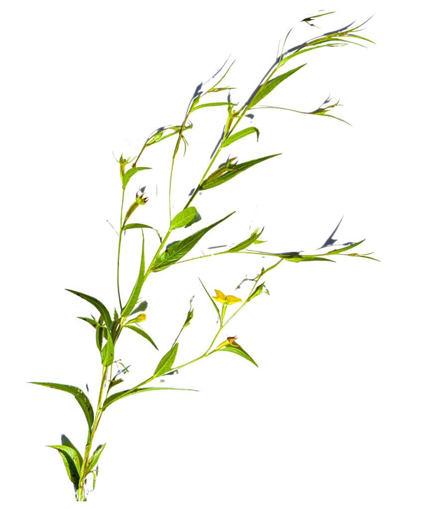 Water Primrose plant