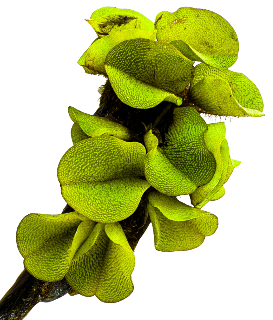 Top view of a Salvinia plant
