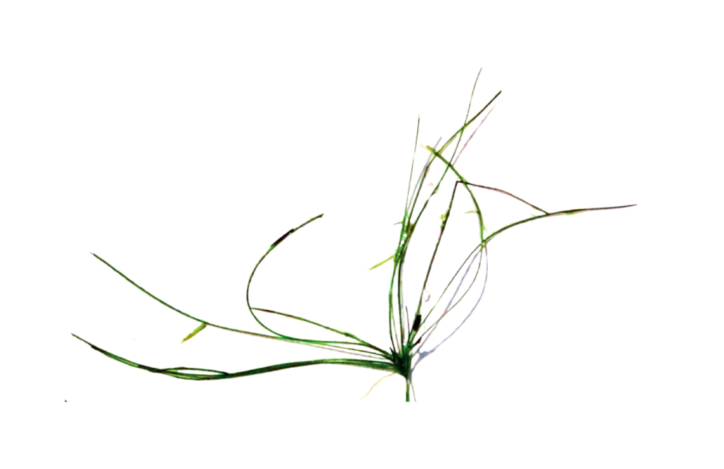 Close-up of a Slender Spikerush stem node