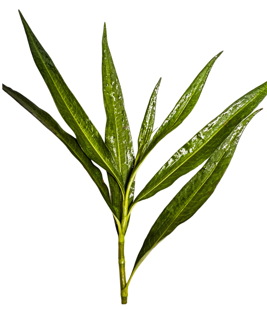 Cluster of Smartweed leaves