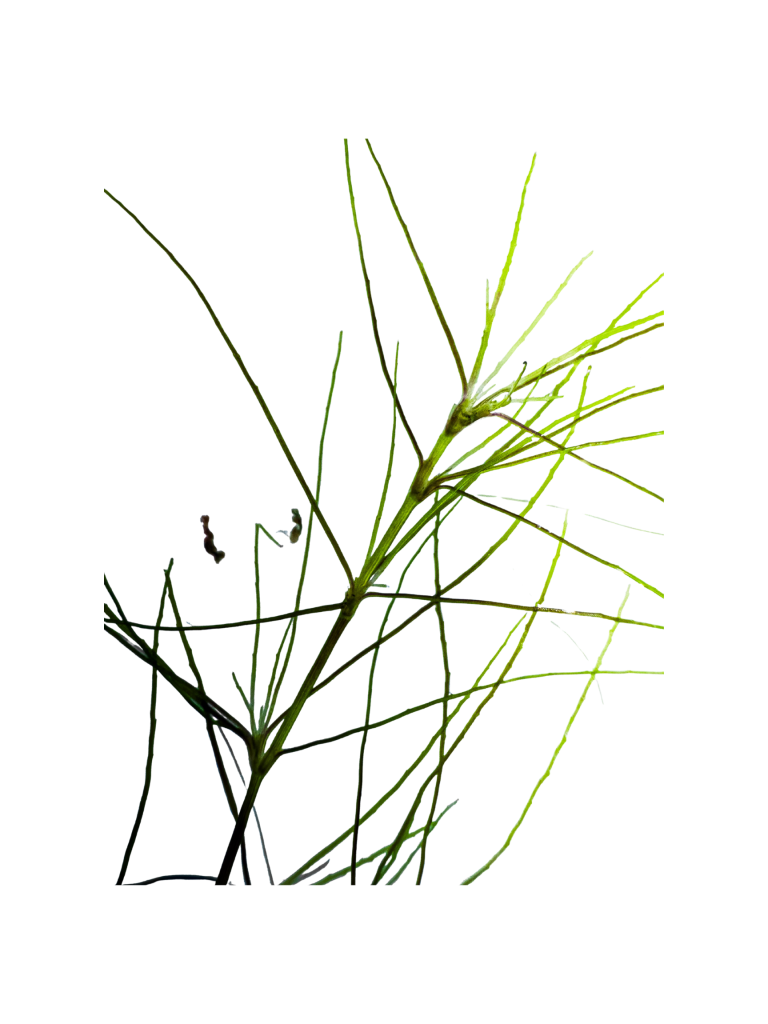 Strand of Southern Naiad