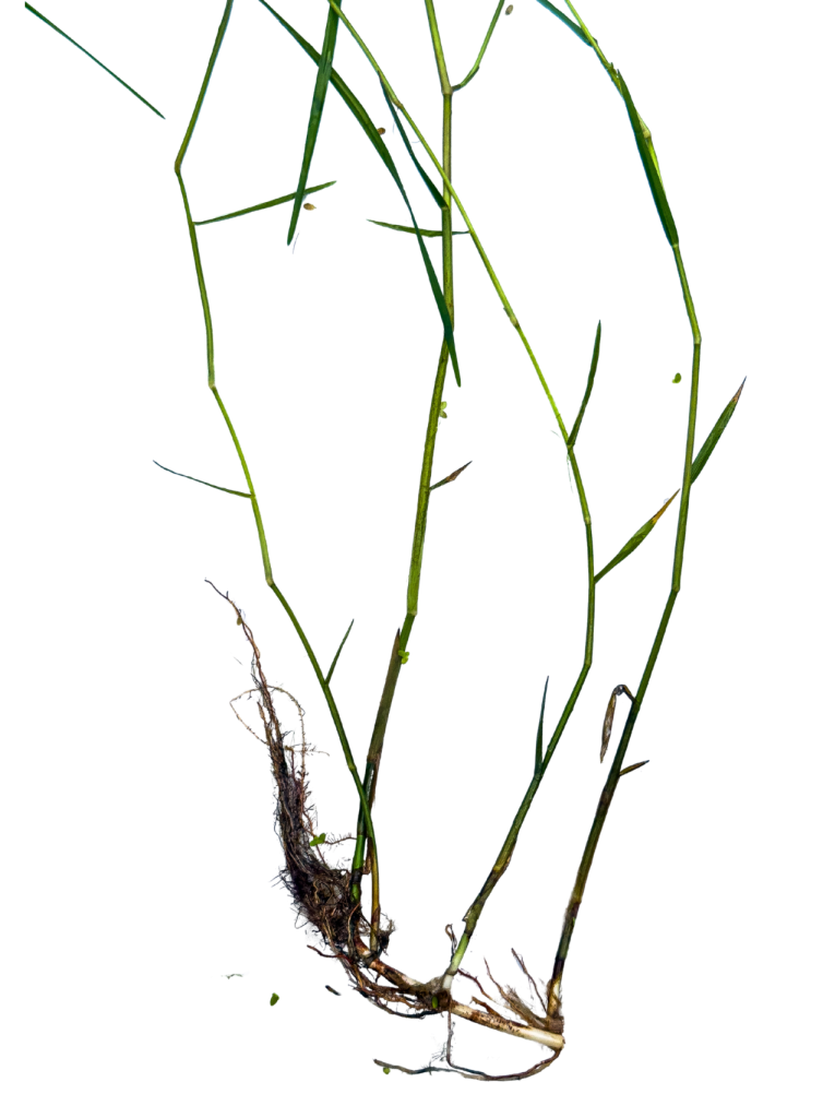Torpedograss plants and roots