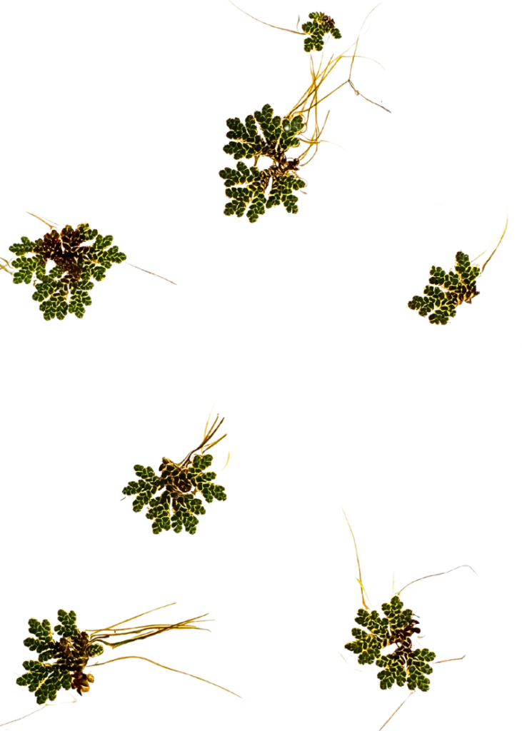 Azolla plants