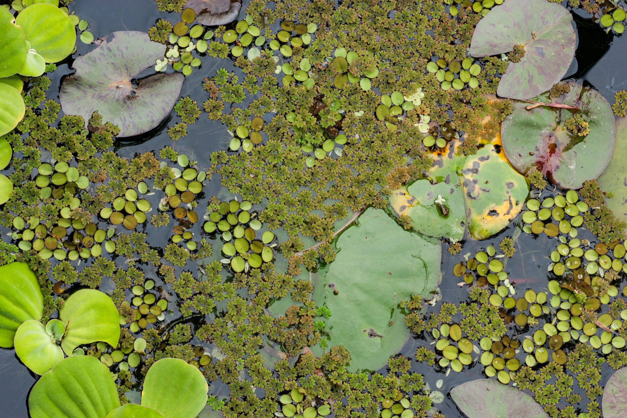 Aquatic plants on a pond.