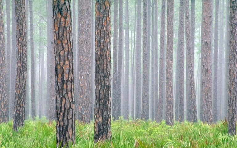 longleaf pine stand