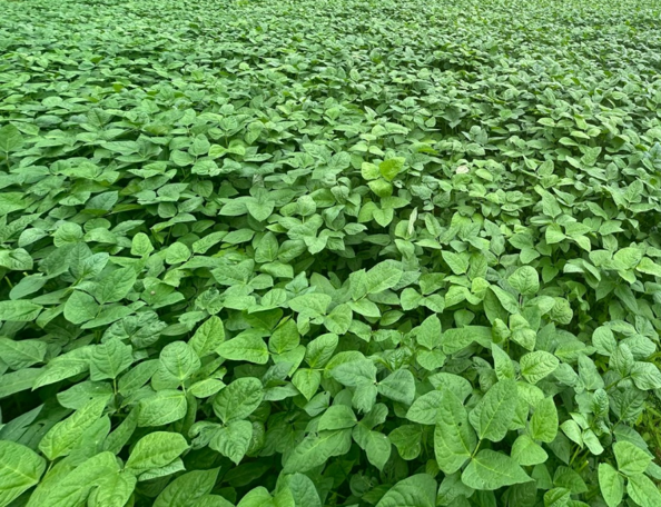 Cowpeas growing in agricultural field.
