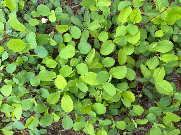 Alyceclover and American jointvetch growing amongst other small plants.
