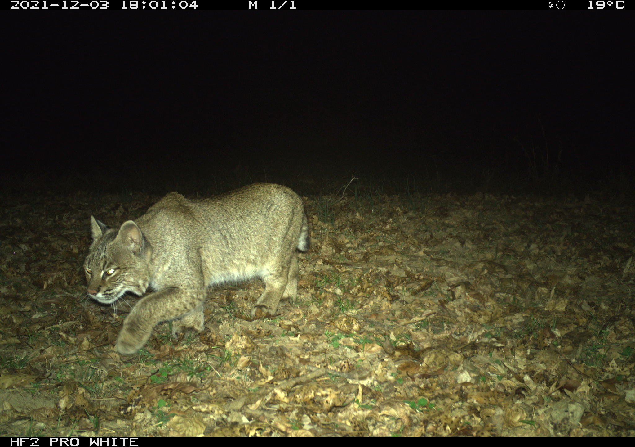 Bobcat photo taken at night.